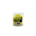 Incienso espiral Antimosquitos Citronela 10 unds Roura Incienso espiral Antimosquitos Citronela 10 unds Roura