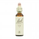 Flor nº 31 Verbena (vervain) 20ml Bach