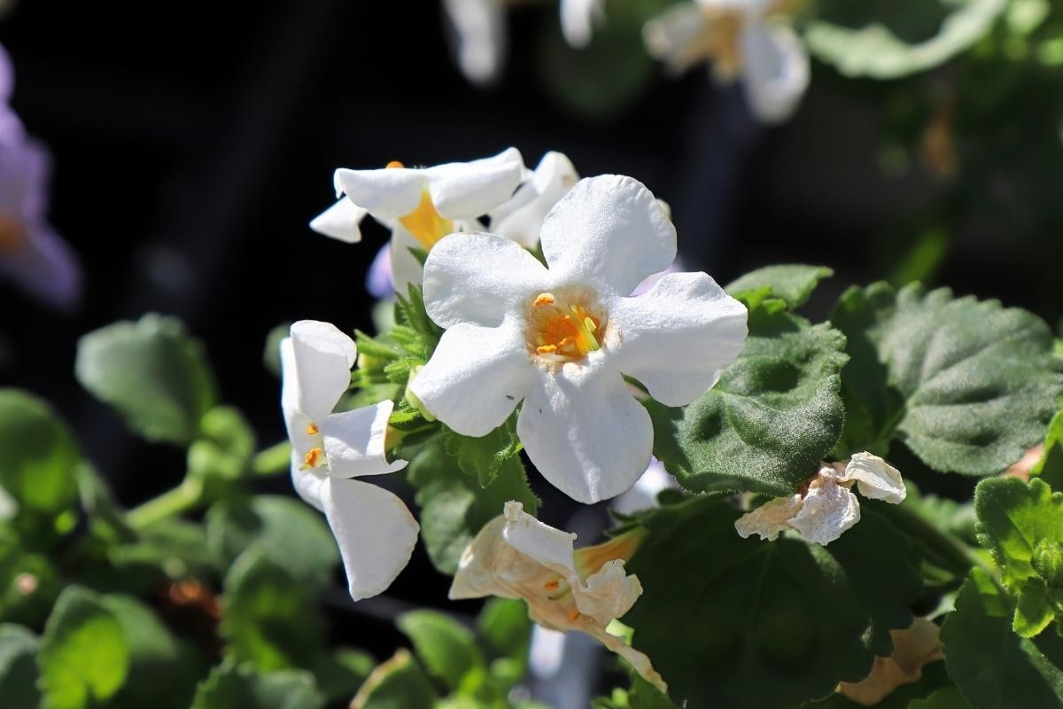 Bacopa Monnieri, Propiedades y Contraindicaciones